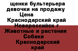 щенки бультерьера девочки на продажу › Цена ­ 35 000 - Краснодарский край, Новороссийск г. Животные и растения » Собаки   . Краснодарский край